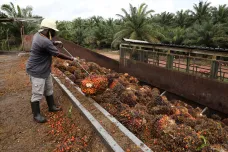 Indonésie přestane vyvážet palmový olej. Je největším světovým producentem