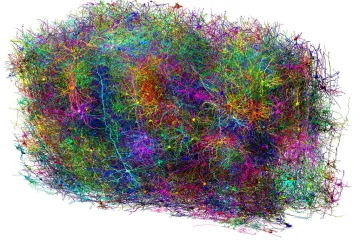 Vědci poprvé ukázali, jak mozek rozhoduje. Roli měl i expert českého původu