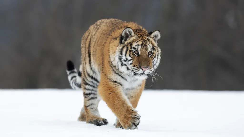 Tygr ussurijský - ilustrační foto