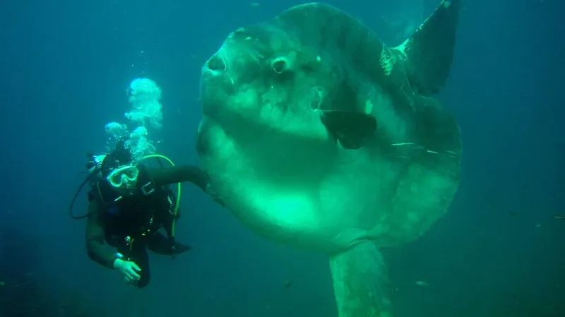 Dospělý měsíčník