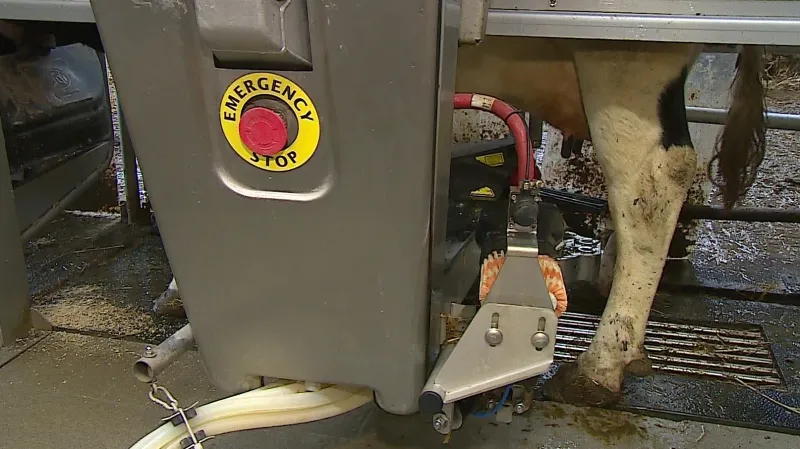 Automatické dojení