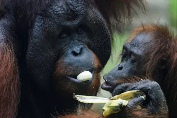 Povodně zabily desetinu ohrožených orangutanů na Sumatře, bojí se vědci