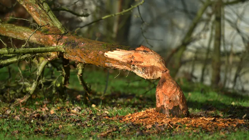 Bobři ničí stromy také v centru Chebu