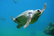 Vymřením je ohrožena polovina druhů želv. Pětina už vyhynula