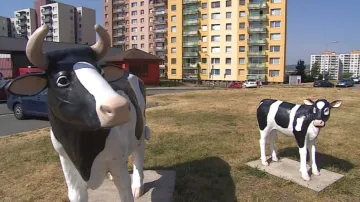 K mlékomatu v Brně-Novém Lískovci lákají plastiky krav