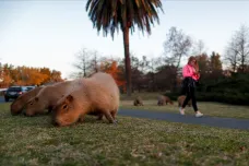 Žijí v sousedství kapybary. Obyvatele Buenos Aires trápí přítomnost největšího hlodavce planety