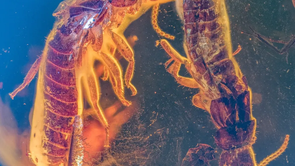 Milostná dvojice na věčné časy. Tento detailní snímek zkamenělých termitů ukazuje paralelní pozici dvou jedinců zalitých v jantaru. Větší samice (vlevo) se stále dotýká menšího samce (vpravo)