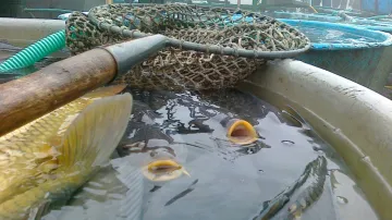 Některé vylovené ryby prodají rybáři až na vánočních trzích