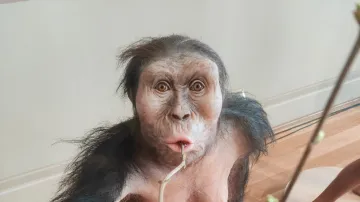 Hyperrealistický model Lucy, který bude vystavený v Národním muzeu