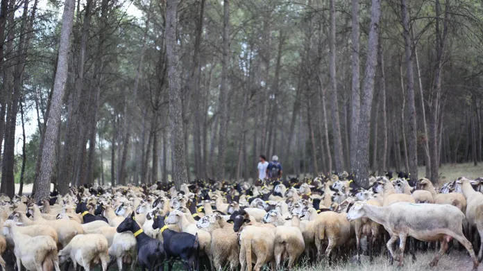 Ve Španělsku ovce a kozy prožírají lesy, čímž brání šíření požárů