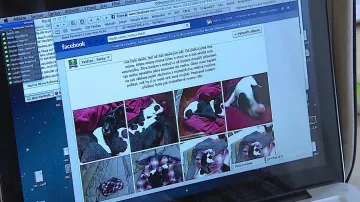 Přes Facebook už se hlásí zájemci o nalezená štěňata