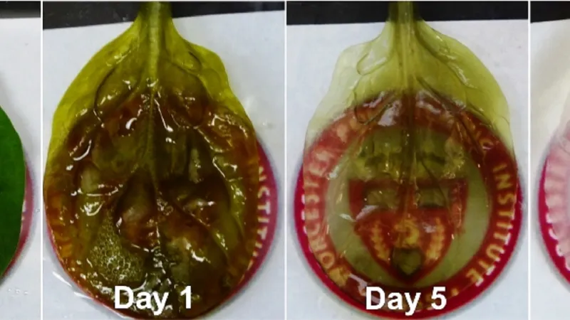 Srdeční tkáň ze špenátu