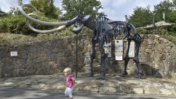 Kosterní model mamuta srstnatého v životní velikosti