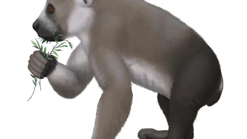 Archaeoindris fontoynonti - pravěký lemur, který byl větší než gorila