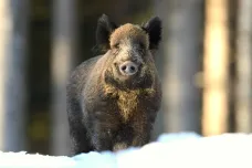 Veterináři chtějí, aby lidé na Zlínsku přestali chovat prasata. Kvůli moru se vrátí i policejní lovci