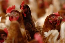 Státní veterinární správa zruší zákaz venkovního chovu drůbeže, který zavedla kvůli ptačí chřipce
