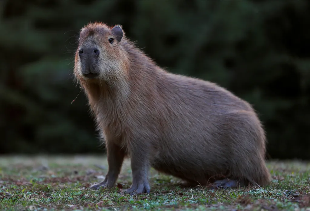 Kapybary se vracejí do svého původního prostředí v okrese Nordelta, který se nachází na severu Tigre Partido v Buenos Aires. Na původních mokřadech dnes stojí luxusní čtvrť
