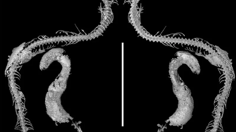 Kostra hadího mláděte v jantaru – rentgen