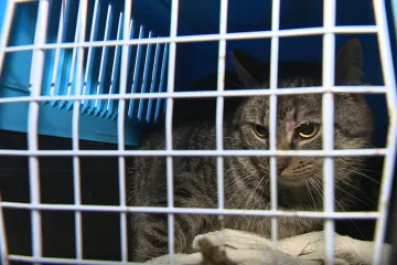 Povinně odchytnout a vykastrovat toulavé kočky plánuje norma