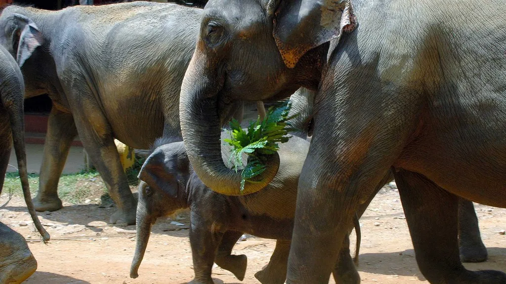 Fotografie Petra Našice z Pinnawala Elephant Orphanage