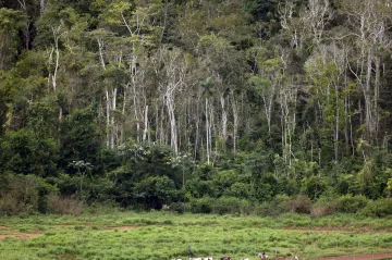 Amazonské stromy rostou rychleji, ukázala studie. Díky oxidu uhličitému