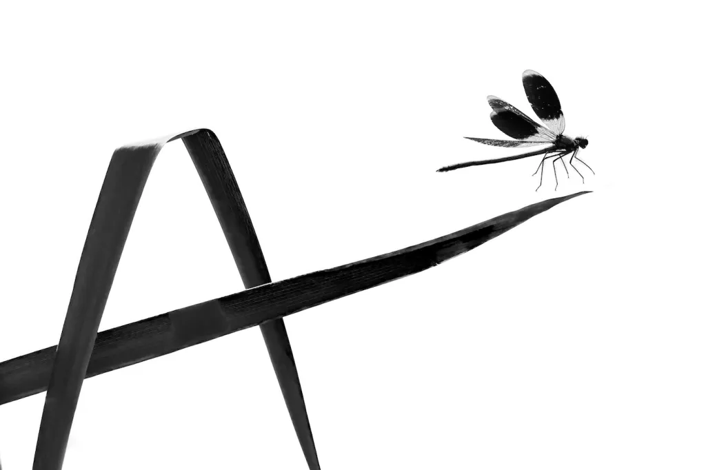 3. místo v kategorii Motýli