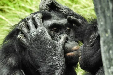 Homosexualita má u savců smysl, ukázala studie. Přináší jim stabilitu