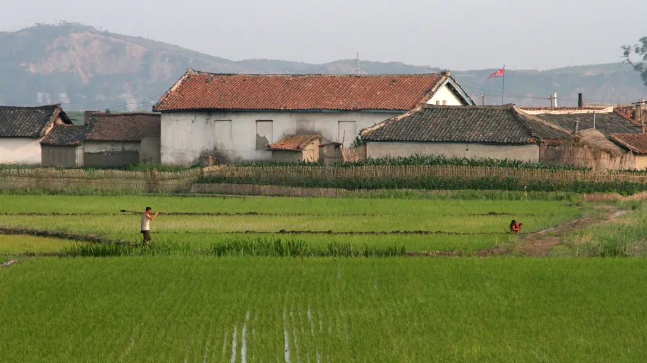Severokorejský zemědělec na rýžovém poli