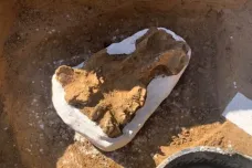 Archeologové objevili v Brně lebku pravěkého nosorožce. Na stejném místě jako v minulosti mamuta