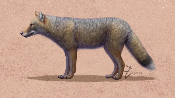 Rekonstrukce vyhynulé lišky druhu Dusicyon avus
