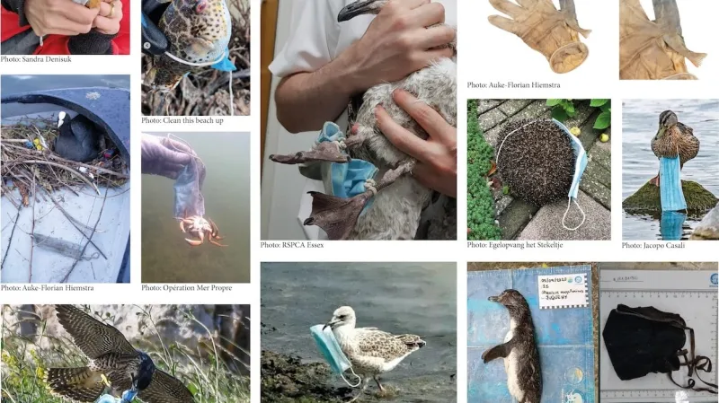 Zvířata poškozená pandemickým odpadem