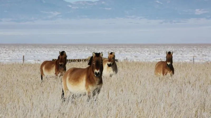 Převaláci v aklimatizační ohradě II.