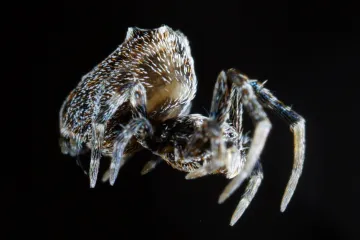 Samci pakřižáků prchají po kopulaci před samicí pomocí katapultáže. Vědci popsali promyšlený mechanismus