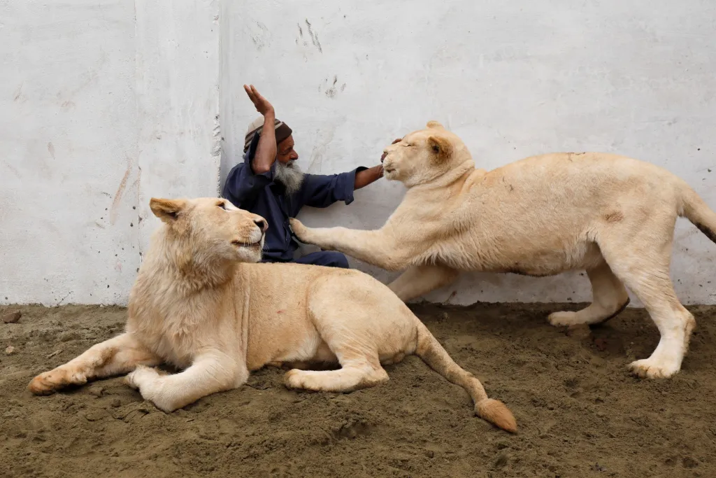 Ošetřovatel v Pešaváru si hraje se svými lvími svěřenci