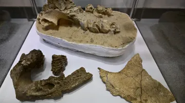 Exponáty výstavy Objevy muzejních archeologů