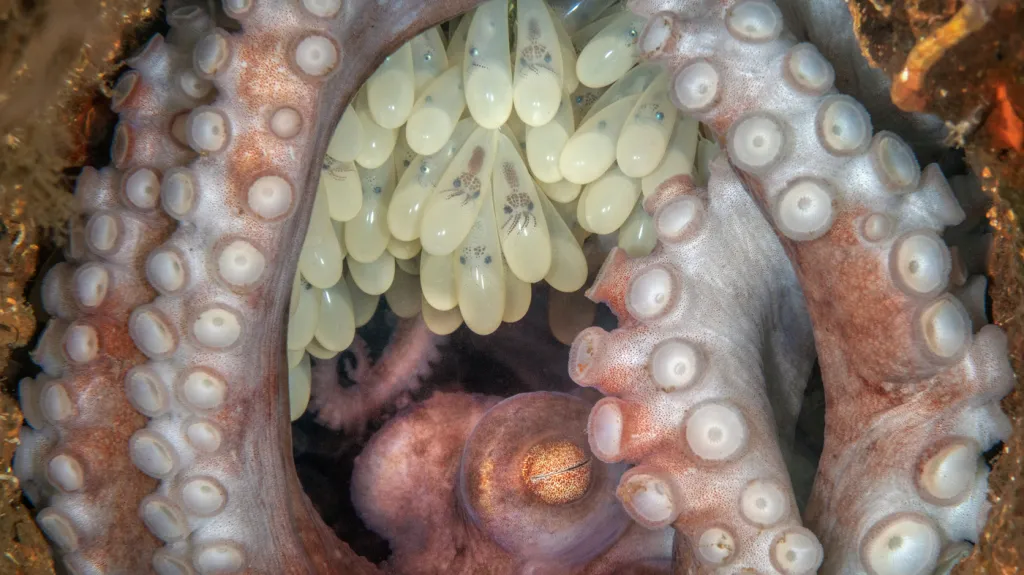 Chobotnice s mláďaty, vítězná fotografie soutěže