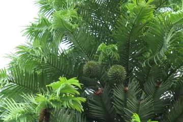 Australští hasiči zachránili jedinečné wollemie. Jde o latimérie mezi stromy