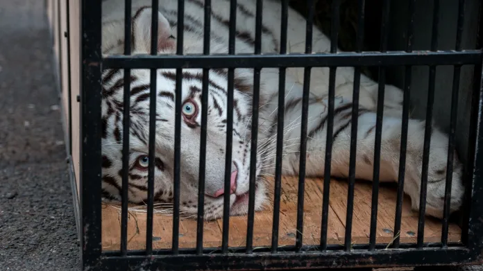 Libereckou zoo opustila mláďata bílých tygrů - Gaia a Sambur (na snímku)