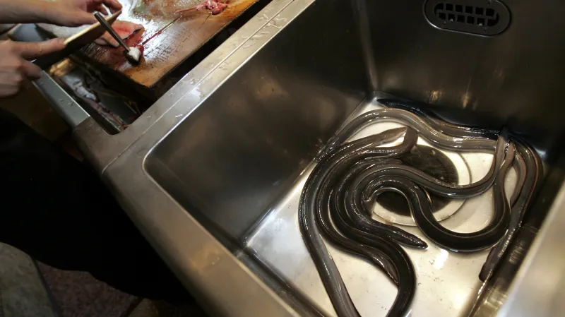 Úhoři v japonské restauraci