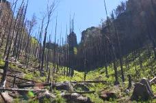 České Švýcarsko se opět zelená. Popel po požáru slouží mladým stromkům jako hnojivo