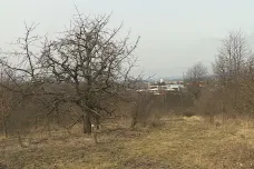 Na kraji Šternberku obnovují dobrovolníci třešňový sad. Léta se o něj nikdo nestaral