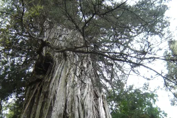Vědci prozatím uchránili nejstarší strom světa před novou dálnicí