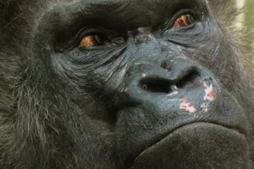 Když savcům v mládí zemře matka, zničí jim to život. Gorily jsou v tom výjimka, ukázal výzkum