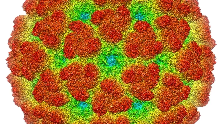 Virus chikungunya