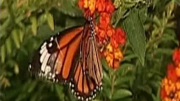 Motýl v Indii