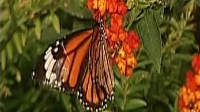 Motýl, jakého sbírali čeští entomologové v Indii