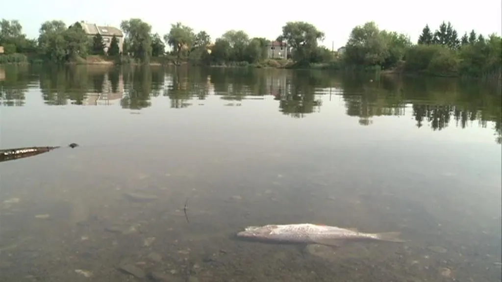 Kvůli vedrům hynou ryby