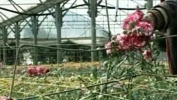 Izrael jednorázově uvolnil blokádu pásma Gazy a umožnil Palestincům vyvézt část úrody květin.