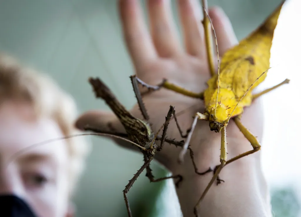Jeden z pracovníků Muzea fauny a flóry v polském Javoří ukazuje obří hmyz, který lidé mohou spatřit při návštěvě nové expozice