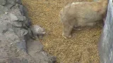 Brněnská mláďata medvěda ledního